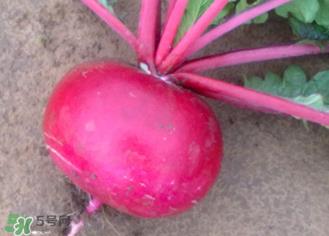 空心的萝卜能吃吗?萝卜空心了还能吃吗? 空心的萝卜能吃吗?萝卜空心了还能吃吗?