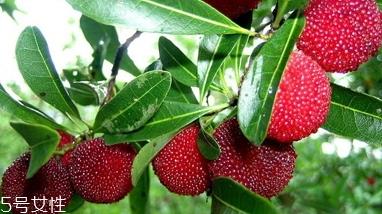 毛杨梅营养功效 杨梅和毛杨梅的区别