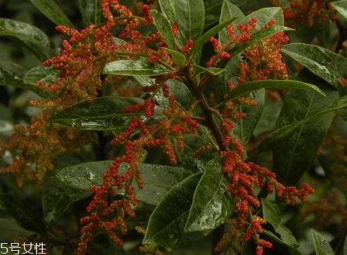 毛杨梅营养功效 杨梅和毛杨梅的区别