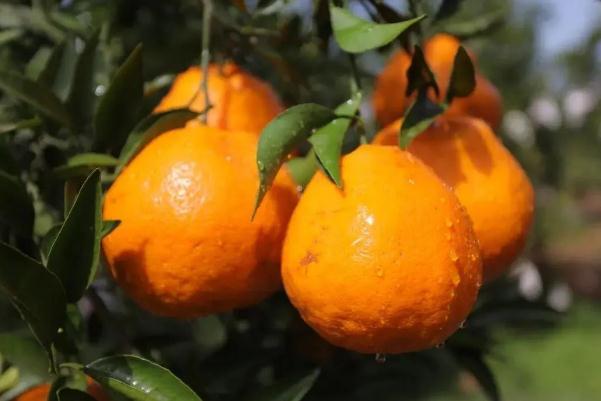耙耙柑的糖度是多少 耙耙柑是什么品种
