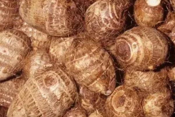 芋头会吃胖吗 芋头会引起肠胀气吗 芋头会吃胖吗 芋头会引起肠胀气吗