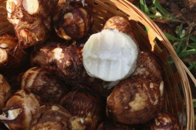 ​芋头会吃胖吗 芋头会引起肠胀气吗