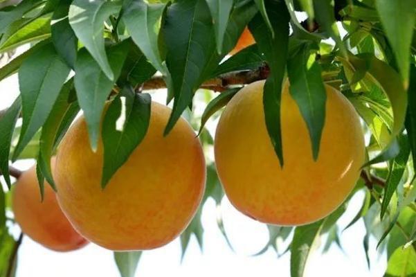 黄桃孕妇可以吃吗 黄桃孕妇吃有什么好处 黄桃孕妇可以吃吗 黄桃孕妇吃有什么好处