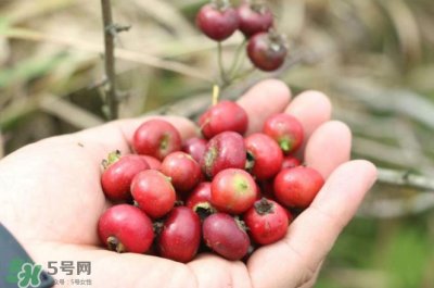 ​山楂和蜂蜜能一起冲水喝吗？