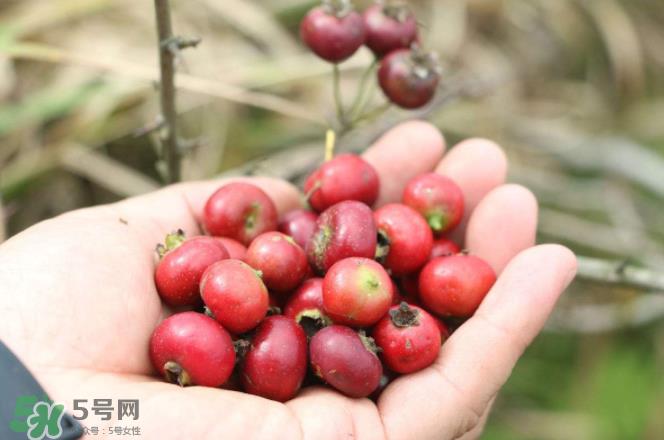 山楂和蜂蜜能一起冲水喝吗？