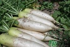 冬天御寒吃萝卜有用吗？御寒养生不妨多吃萝卜