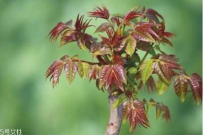 ​香椿的功效和作用 香椿的营养价值