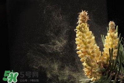 ​花粉过敏不能吃什么?花粉过敏不可以吃什么?