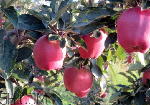 花牛苹果是脆的还是粉的？花牛苹果好吃吗