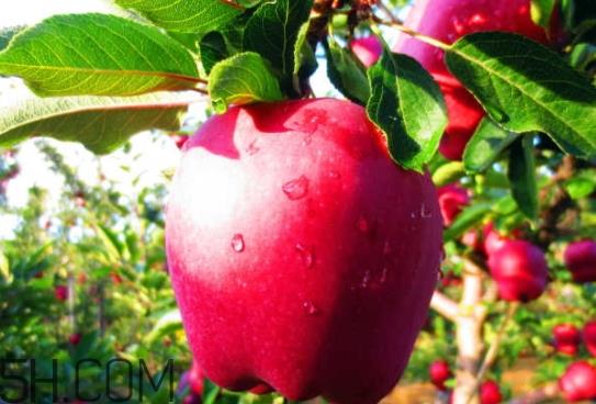 花牛苹果是脆的还是粉的？花牛苹果好吃吗