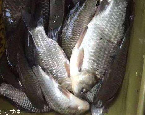 鲫鱼是发物吗 属于发物