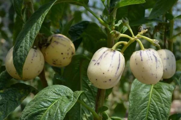 人参果孕妇能吃不 人参果孕妇血糖高可以吃吗