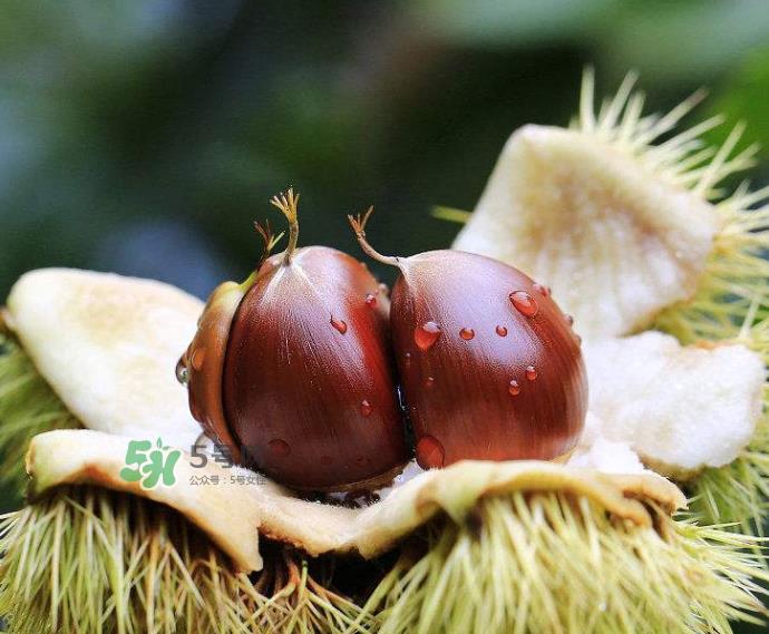 板栗生吃有什么好处？板栗生吃的功效