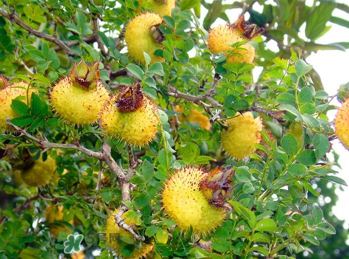 刺梨怎么吃？刺梨正确吃法