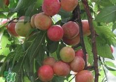 信宜三华李种植时间  钱排三华李种植时间