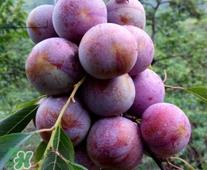 信宜三华李种植时间  钱排三华李种植时间