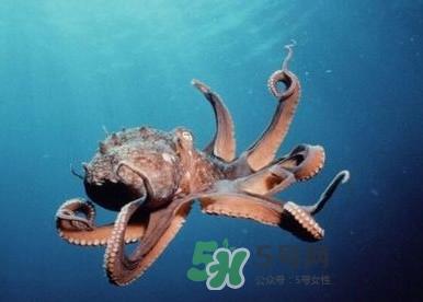 章鱼是墨鱼吗？章鱼有哪些特性