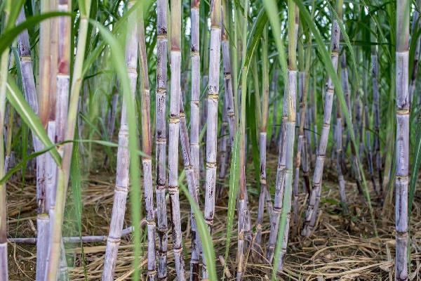 甘蔗怎么挑选比较甜 甘蔗买粗的还是细的