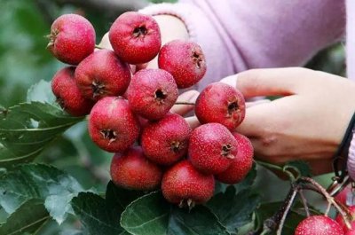 ​山楂有没有减肥的效果 山楂有助于消化吗