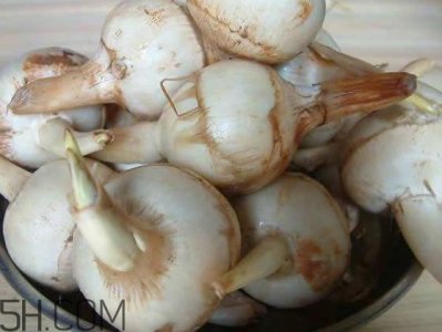 ​慈菇是发物吗？慈菇是马蹄吗