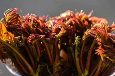 ​香椿要烫多久 香椿烫过发苦是什么原因