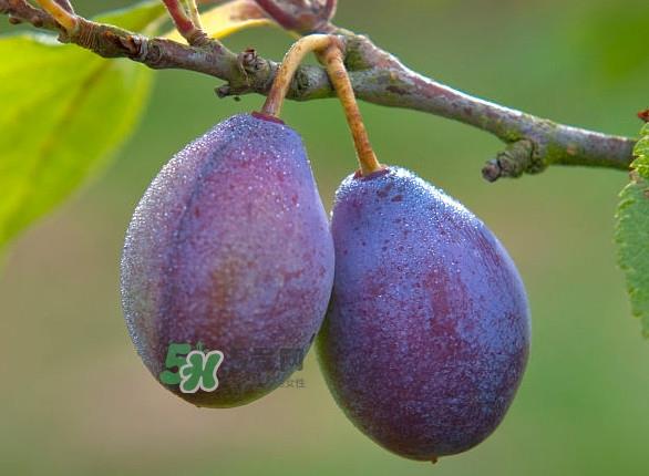 孕妇能吃新鲜西梅吗?西梅和李子的区别 孕妇能吃新鲜西梅吗?西梅和李子的区别