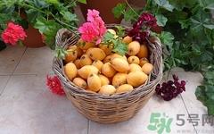 小孩能吃枇杷吗?小孩吃枇杷好不好