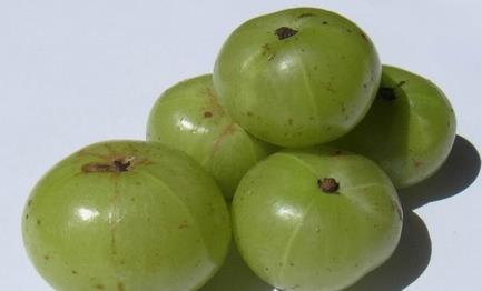 余甘子的功效与作用 营养价值