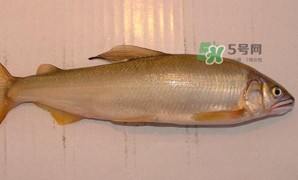 鲥鱼与香鱼怎么区分？鲥鱼与香鱼的区别