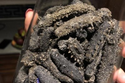 ​海参为什么会苦 是这个原因