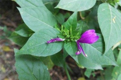 ​狗肝菜煲什么汤最清肝 狗肝菜汤的做法