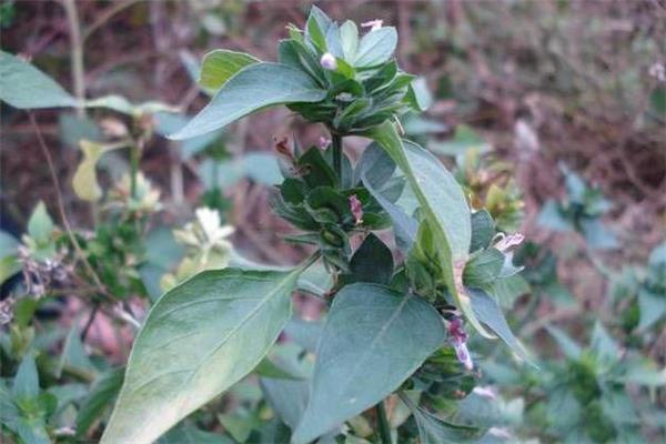 狗肝菜煲什么汤最清肝 狗肝菜汤的做法