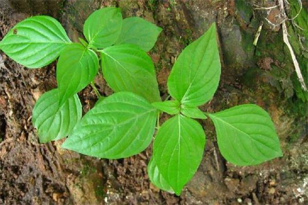 狗肝菜煲什么汤最清肝 狗肝菜汤的做法