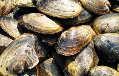 ​河蚌肉有寄生虫吗 河蚌肉可以生吃吗
