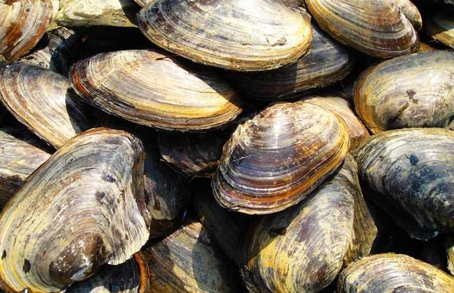 河蚌肉有寄生虫吗 河蚌肉可以生吃吗