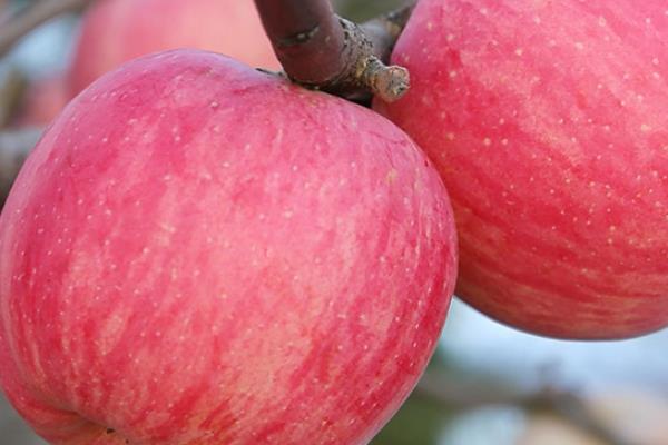 红富士在多少度会冻坏 零下就会坏 红富士在多少度会冻坏 零下就会坏