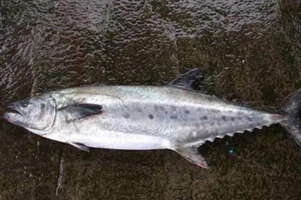 鲅鱼和青鱼的区别 鲅鱼是寒性还是热性 鲅鱼和青鱼的区别 鲅鱼是寒性还是热性