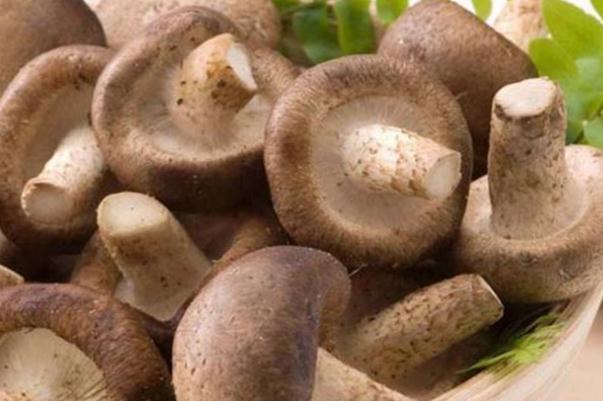 香菇有毒性吗 新鲜香菇不过水有毒吗 香菇有毒性吗 新鲜香菇不过水有毒吗