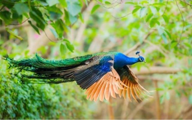 探秘孔雀到底是母的开屏还是公的开屏(孔雀开屏公母区别) 2