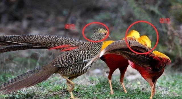 探秘孔雀到底是母的开屏还是公的开屏(孔雀开屏公母区别) 1