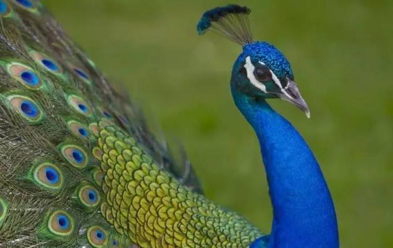 探秘孔雀到底是母的开屏还是公的开屏(孔雀开屏公母区别) 3