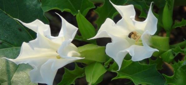 探秘中国有什么厉害的毒药(金刚石是种什么毒) 4