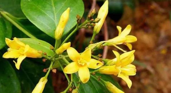 探秘中国有什么厉害的毒药(金刚石是种什么毒) 2