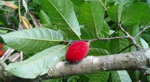 探秘中国有什么厉害的毒药(金刚石是种什么毒) 3