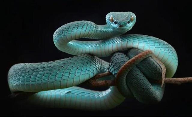 探秘蛇被人类伤害后真的会进行报复吗? 2