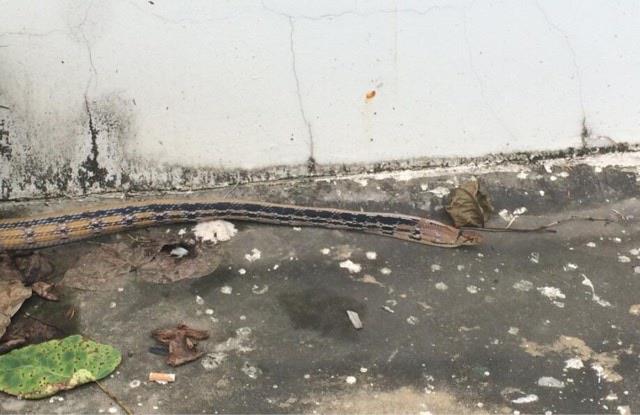 探秘蛇被人类伤害后真的会进行报复吗? 3