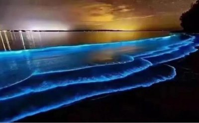 网络上的蓝眼泪到底是什么 海边蓝眼泪真的是鬼火吗