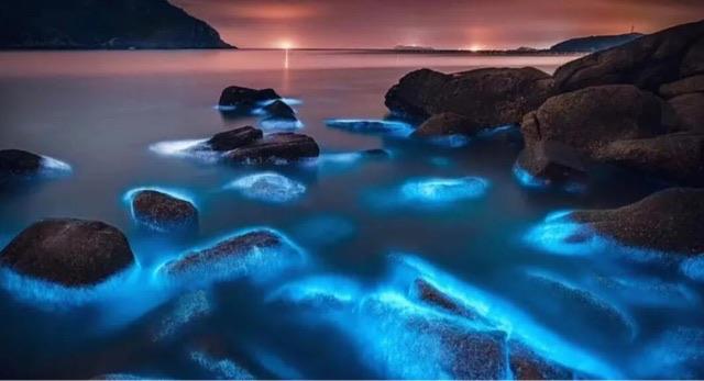 探秘网络上的蓝眼泪到底是什么 海边蓝眼泪真的是鬼火吗 2