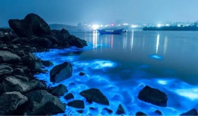 探秘网络上的蓝眼泪到底是什么 海边蓝眼泪真的是鬼火吗 3