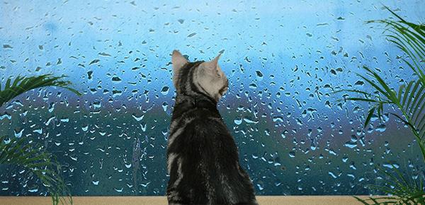 孩子上初中了还爱看动画片怎么办